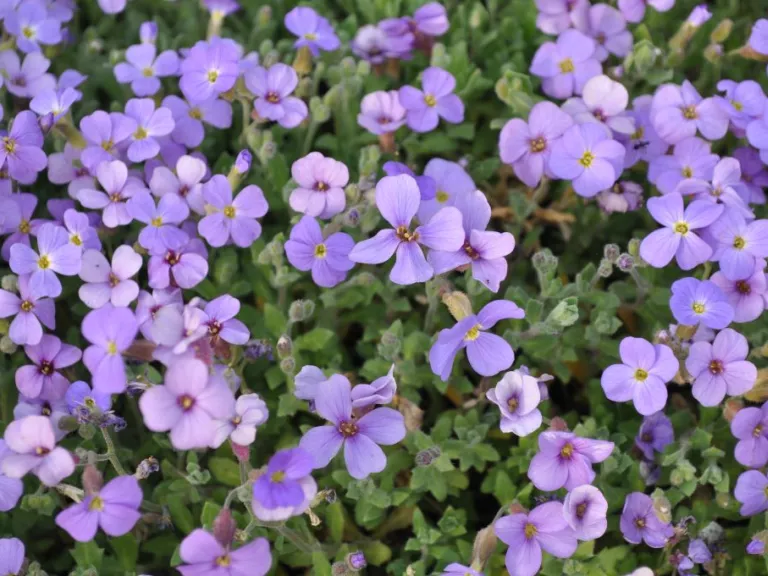 Aubrieta hybride 'Cascade Blue'