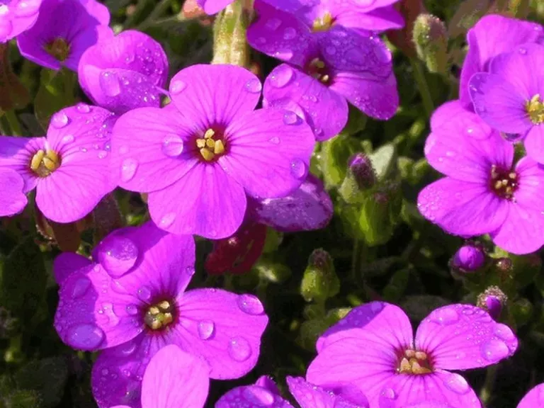 Aubrieta hybride 'Hamburger Stadtpark'