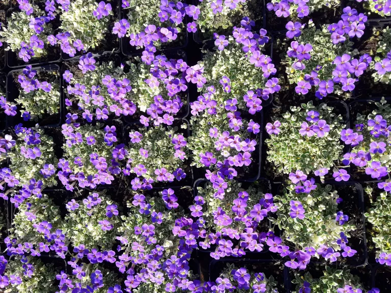 Aubrieta hybride 'Silberrand'