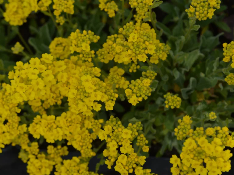 Aurinia saxatilis 'Compacta'