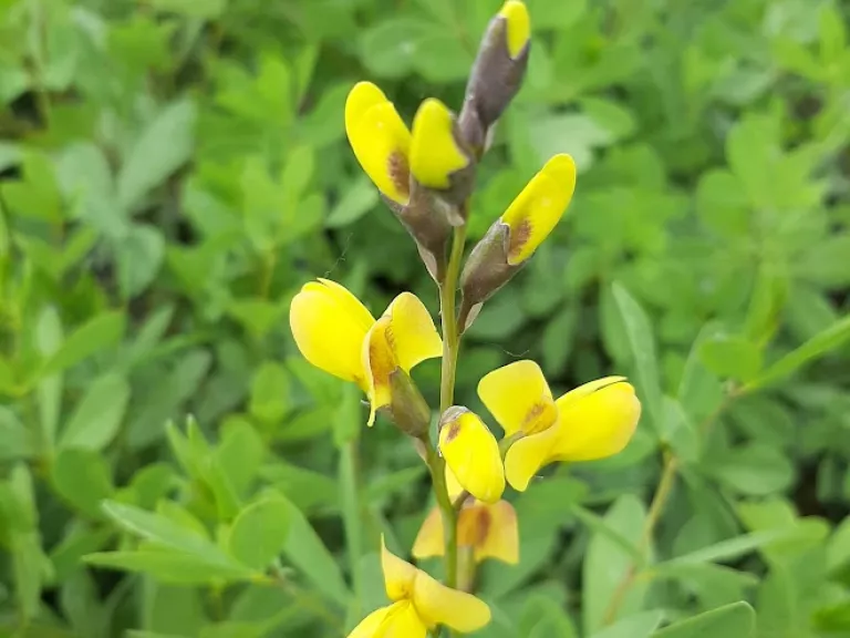 Baptisia australis 'Solar Flare'