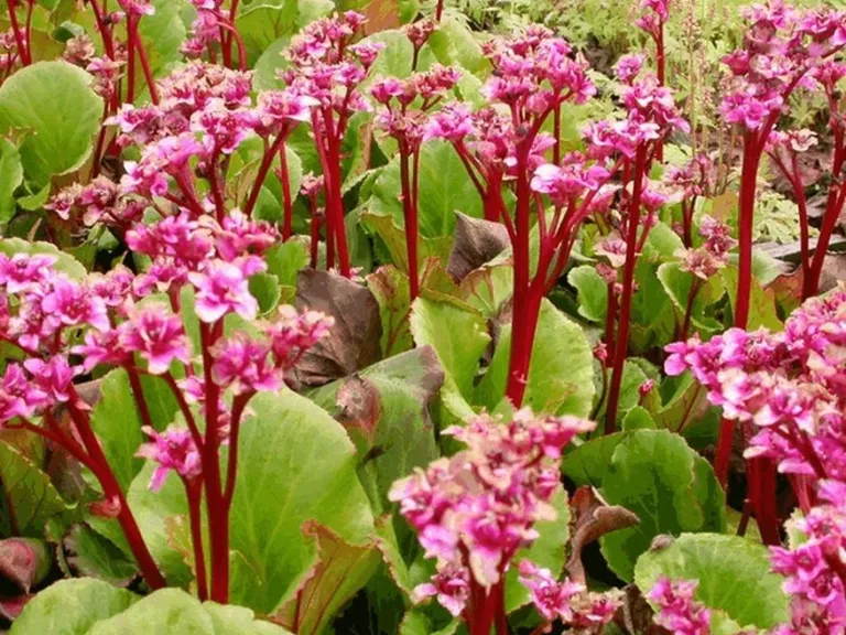 Bergenia hybride 'Abendglut'