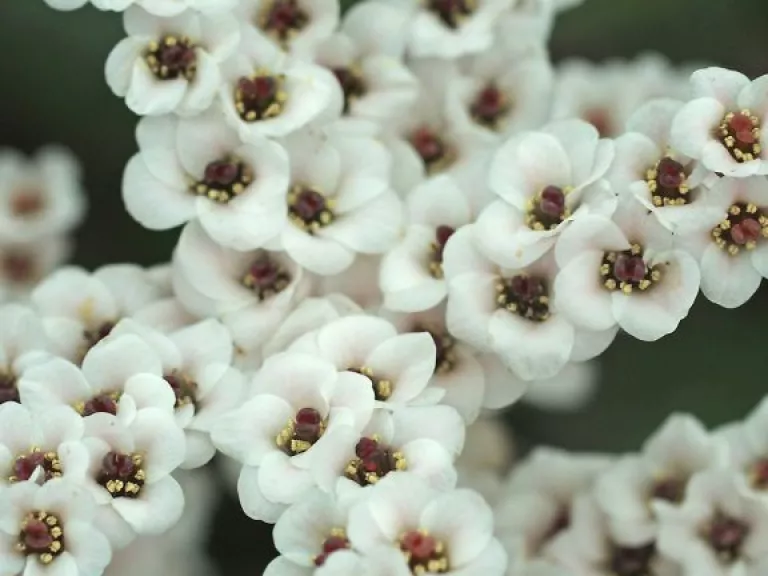 Bergenia hybride 'Bach'