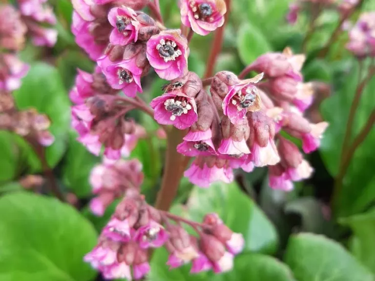 Bergenia hybride 'Bartok'