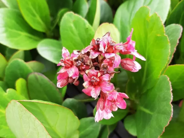 Bergenia hybride 'Pink Dragonfly'