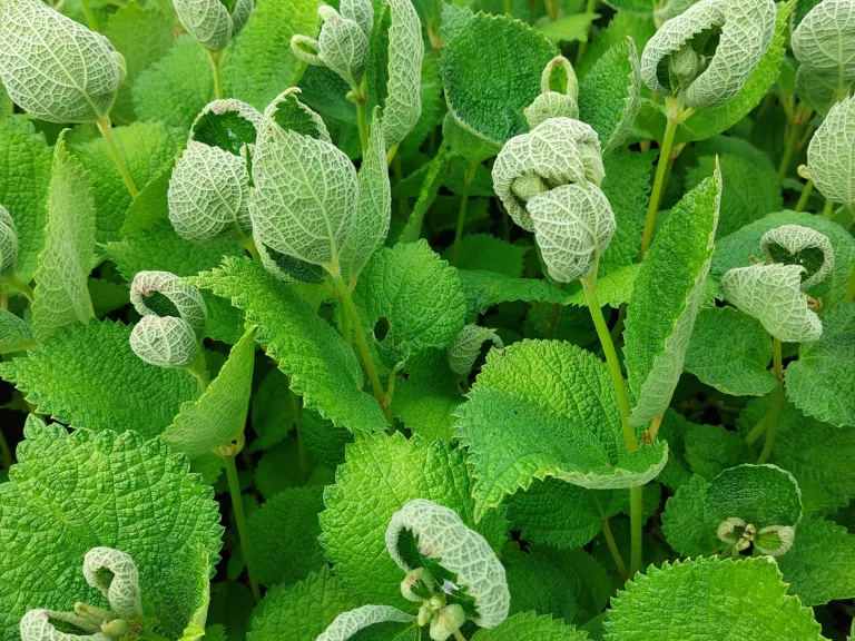 Boehmeria biloba