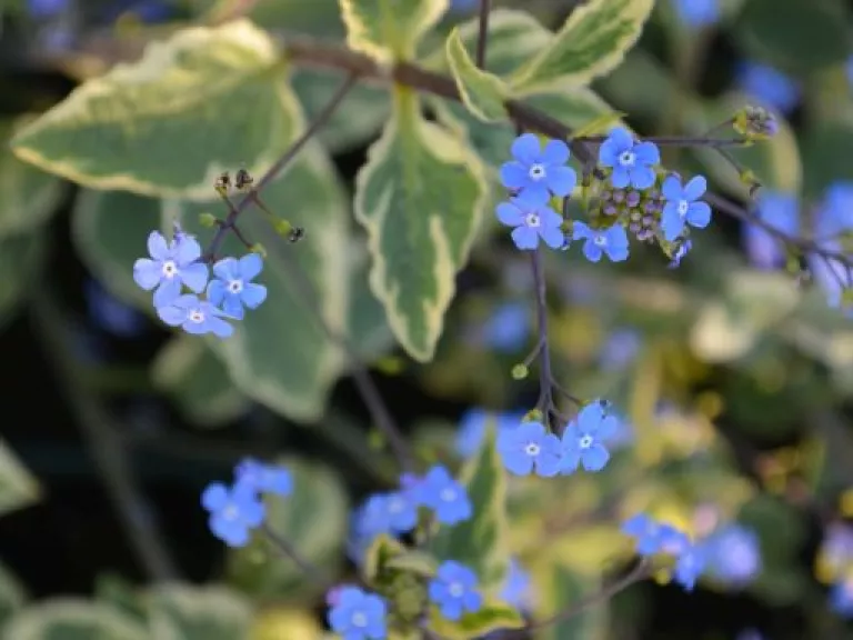 Brunnera macrophylla 'Hadspen Cream'