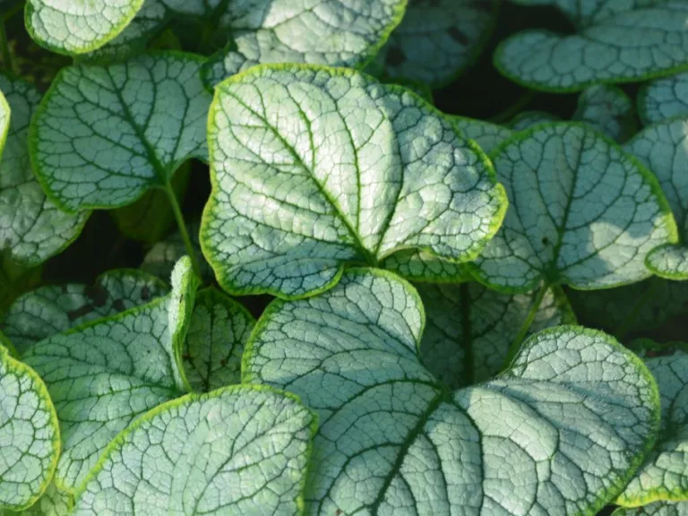 Brunnera macr. 'Silver Heart' ®