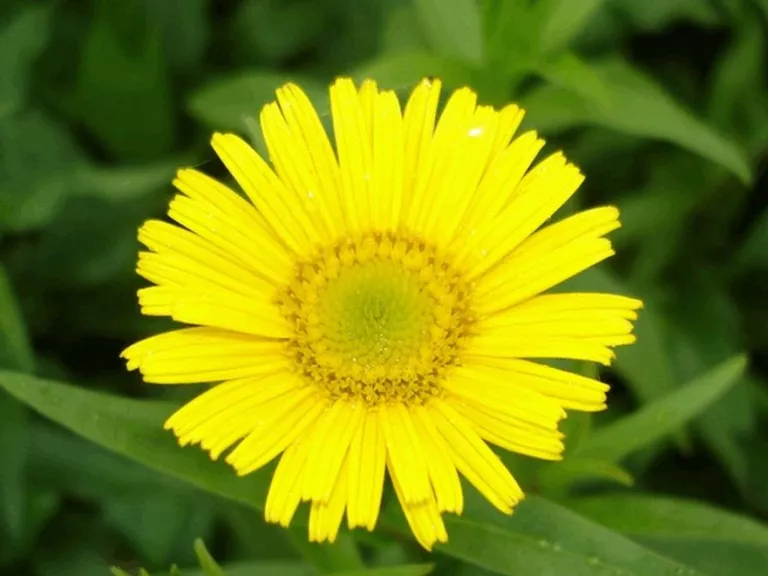 Buphthalmum salicifolium