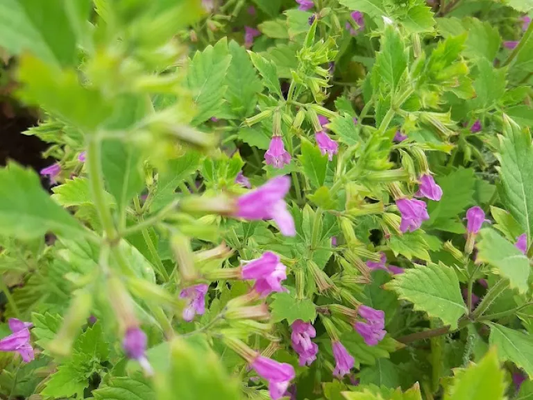 Calamintha grandiflora