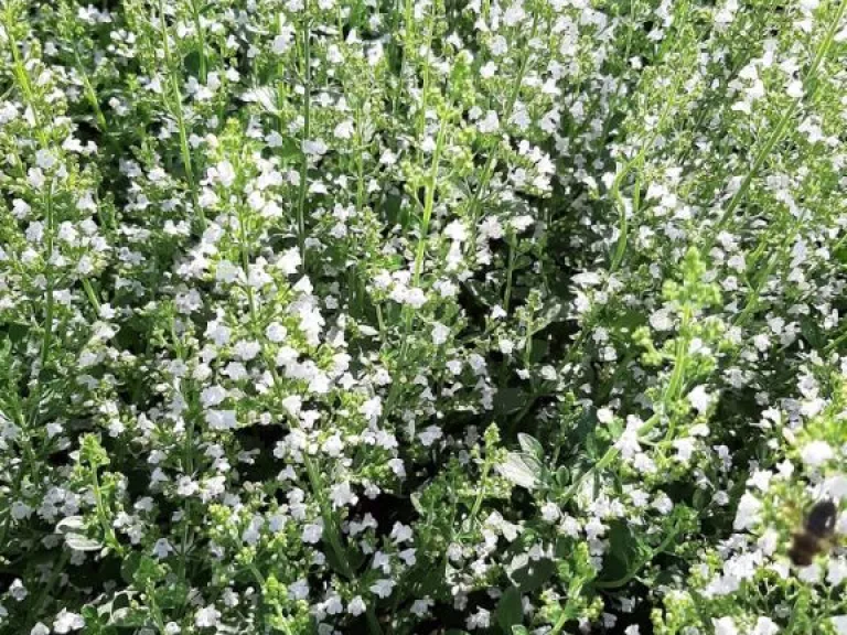 Calamintha nepeta nepeta