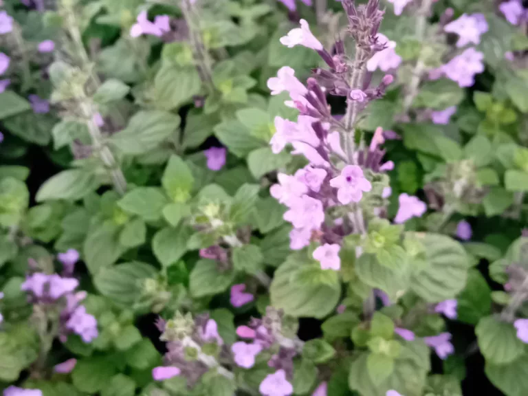 Calamintha nepeta 'Marvelette Blue'