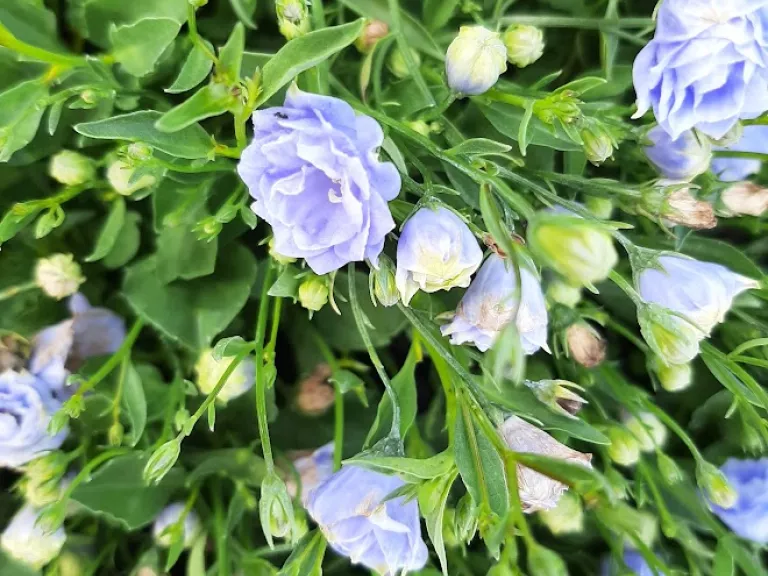 Campanula cochlearifolia 'Blaue Taube'