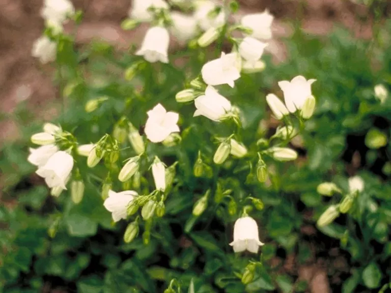 Campanula cochlearifolia 'Bavaria White'