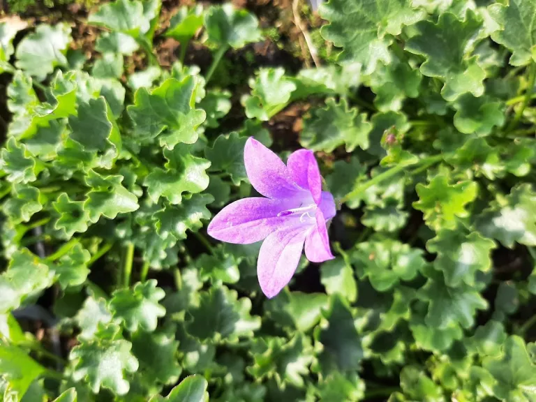 Campanula hybride 'Birch Hybrid'