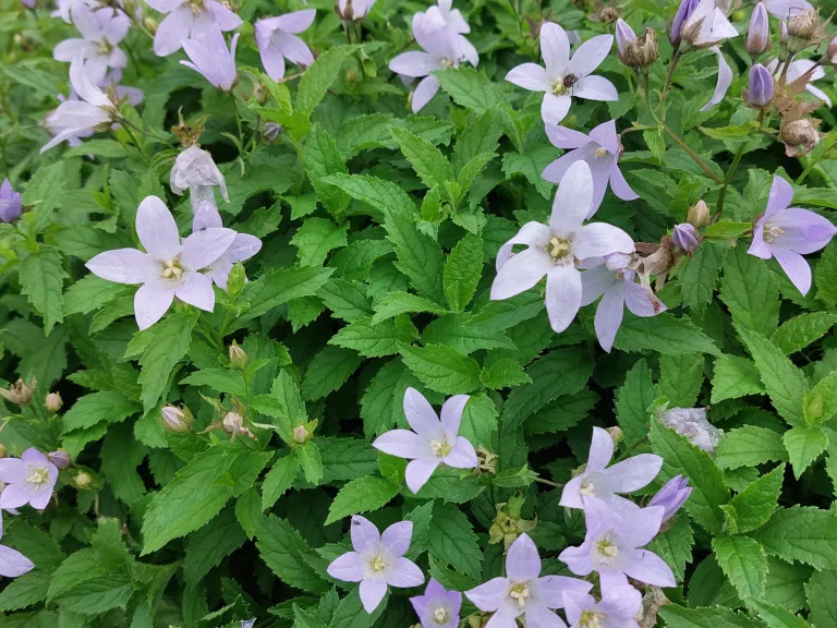 Campanula lactiflora 'Senior'