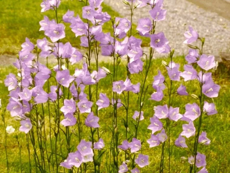 Campanula persicifolia 'Grandfl. Coerulea'