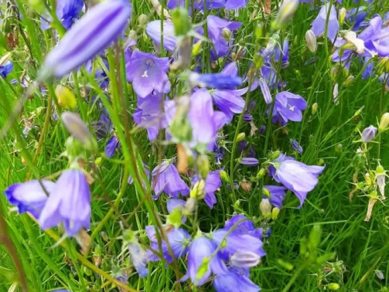 Campanula rotundifolia 'Olympica'