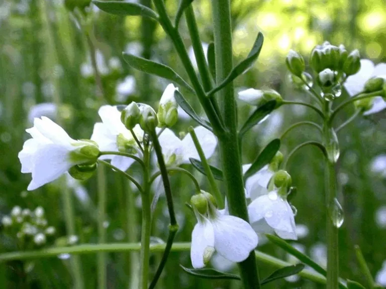 Cardamina pratensis