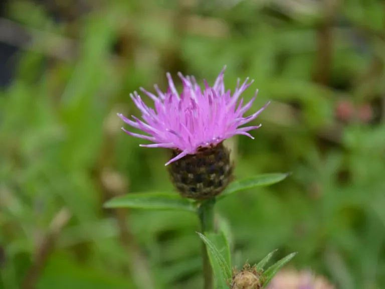 Centaurea nigra