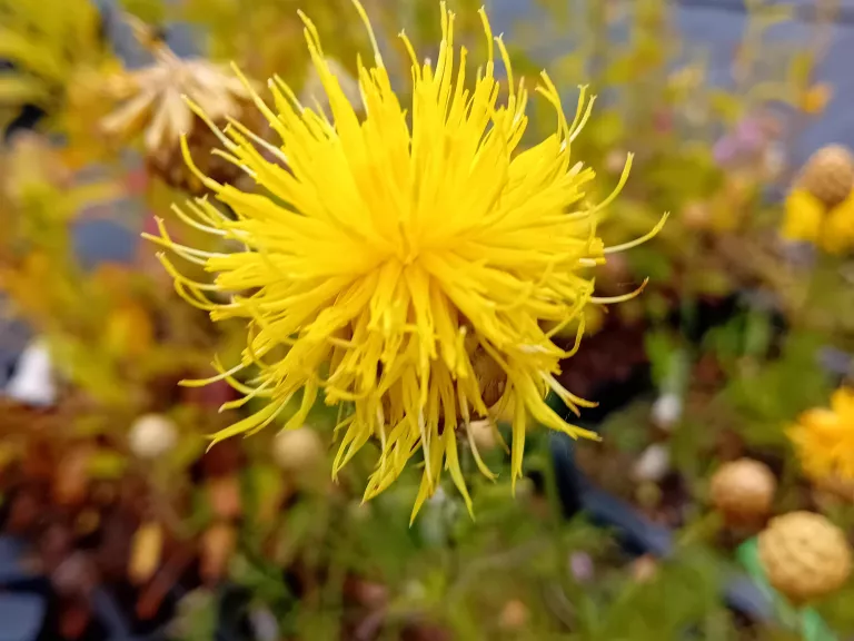 Centaurea orientalis