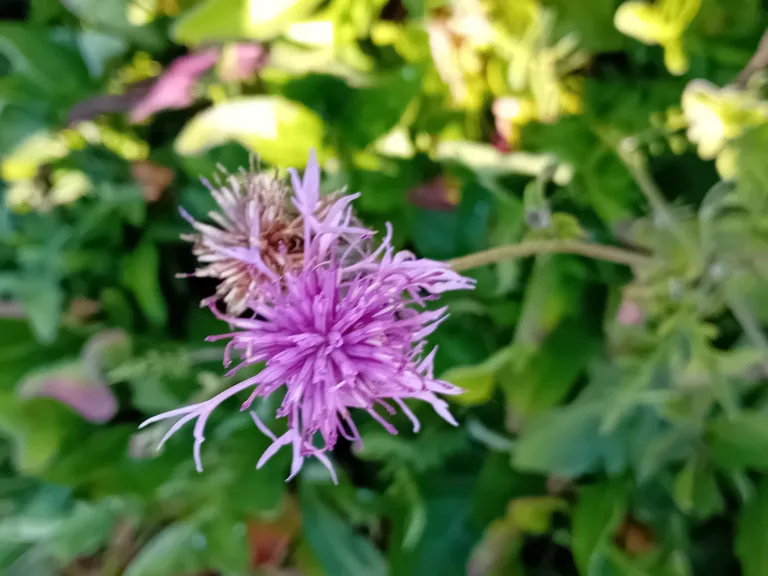 Centaurea scabiosa