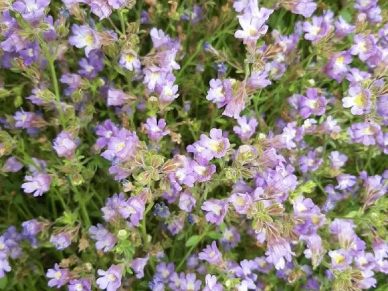 Chaenorhinum origanifolium 'Blue Dream'