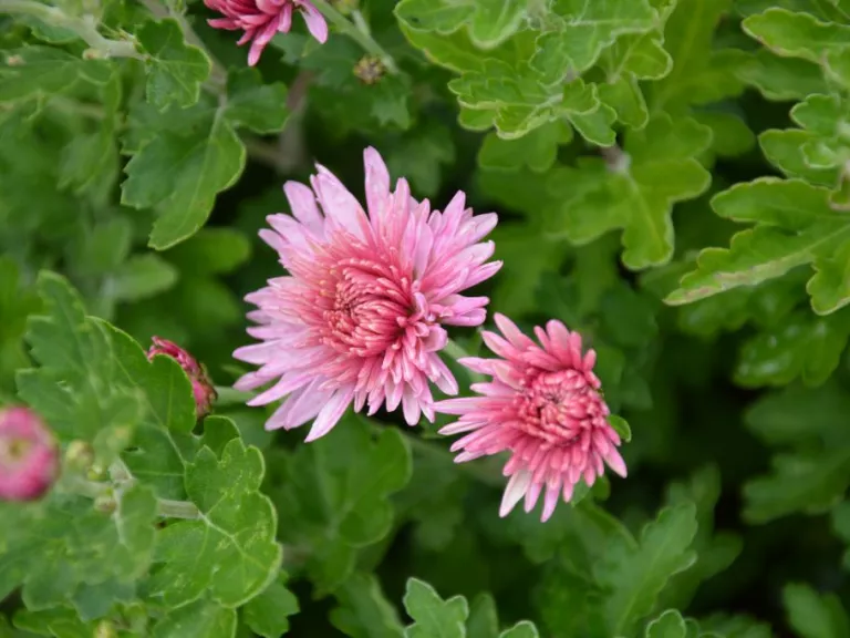 Chrysanthemum indicum 'Anastasia'