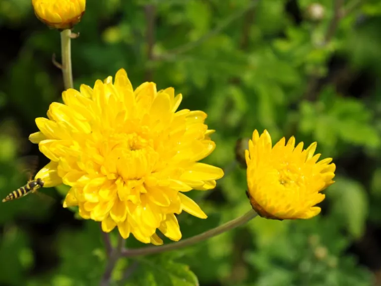 Chrysanthemum indicum 'Citronella'