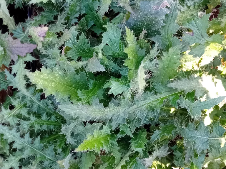 Cirsium palustre