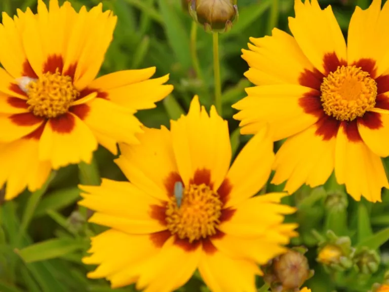 Coreopsis lanceolata 'Baby Gold'