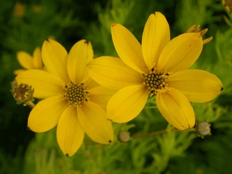 Coreopsis verticillata 'Grandiflora'
