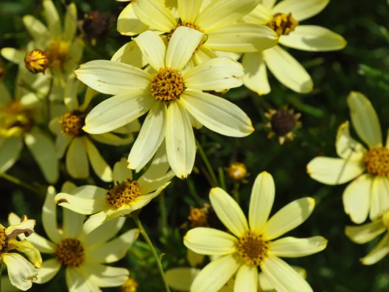 Coreopsis verticillata 'Moonbeam'