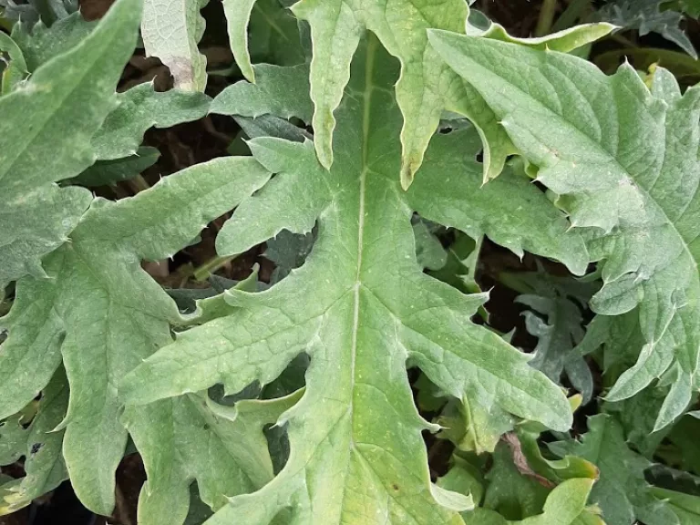 Cynara cardunculus