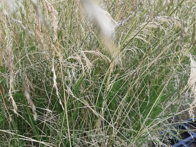 Deschampsia cespitosa