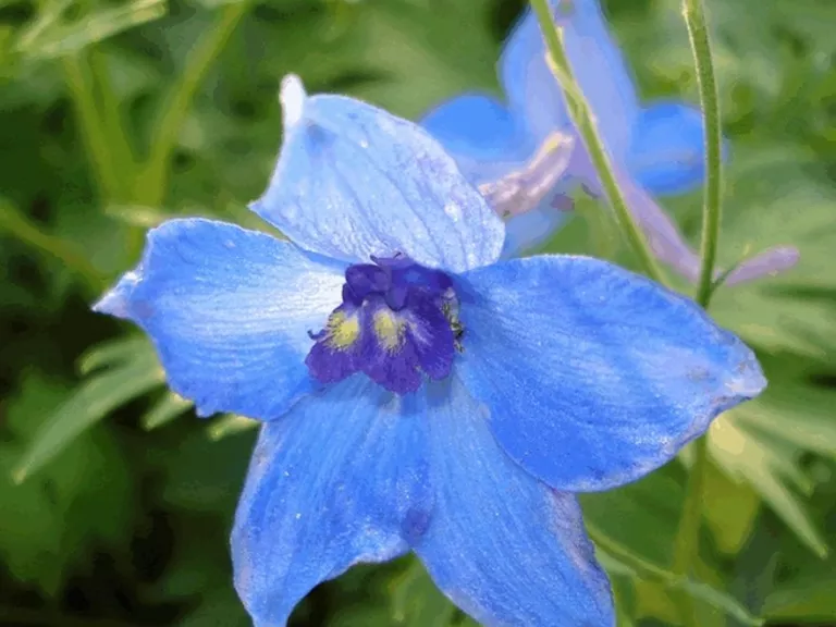 Delphinium belladonna 'Volkerfrieden'