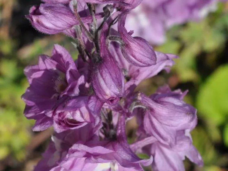Delphinium hybride 'Strawberry Fair'