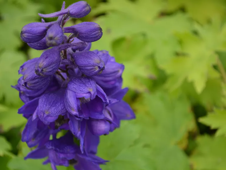 Delphinium 'Magic Fountains Dark Blue-Dark'