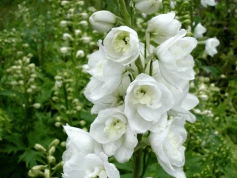 Delphinium pacific 'Galahad'