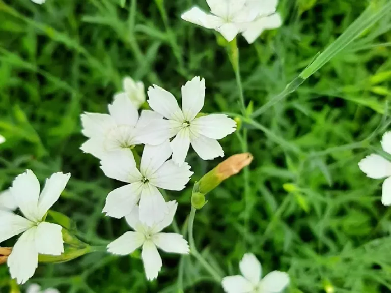 Dianthus deltoides 'Albiflorus'