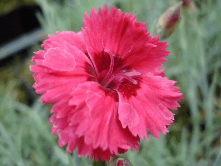 Dianthus plumarius 'Munot'