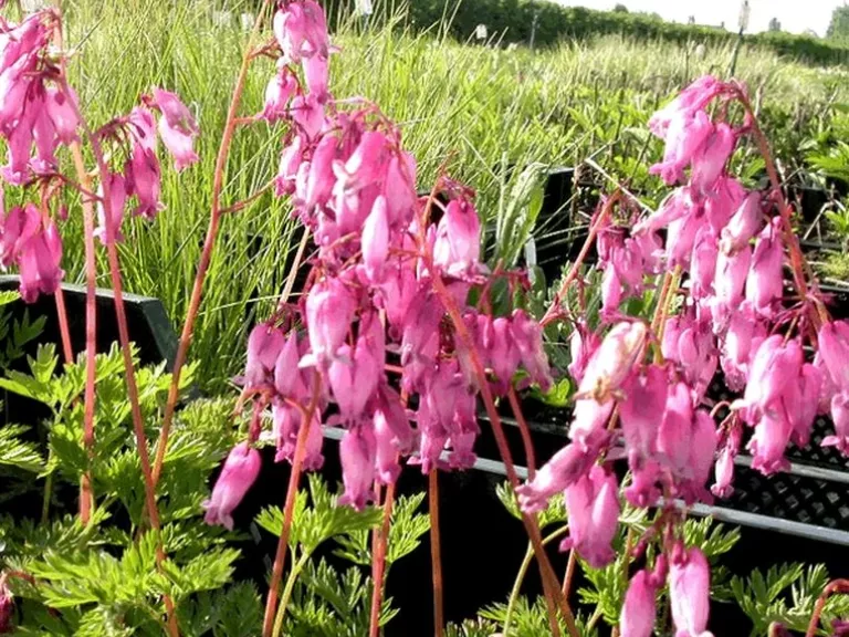 Dicentra formosa