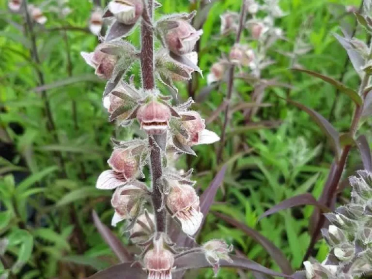 Digitalis lanata