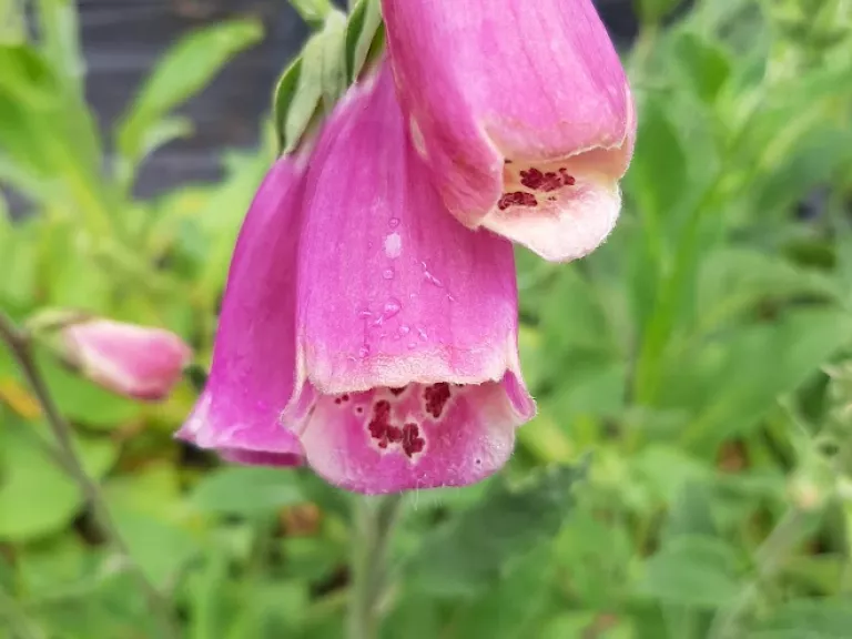 Digitalis purpurea 'Excelsior'
