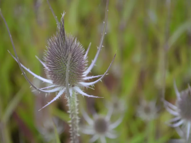 Dipsacus fullonum  