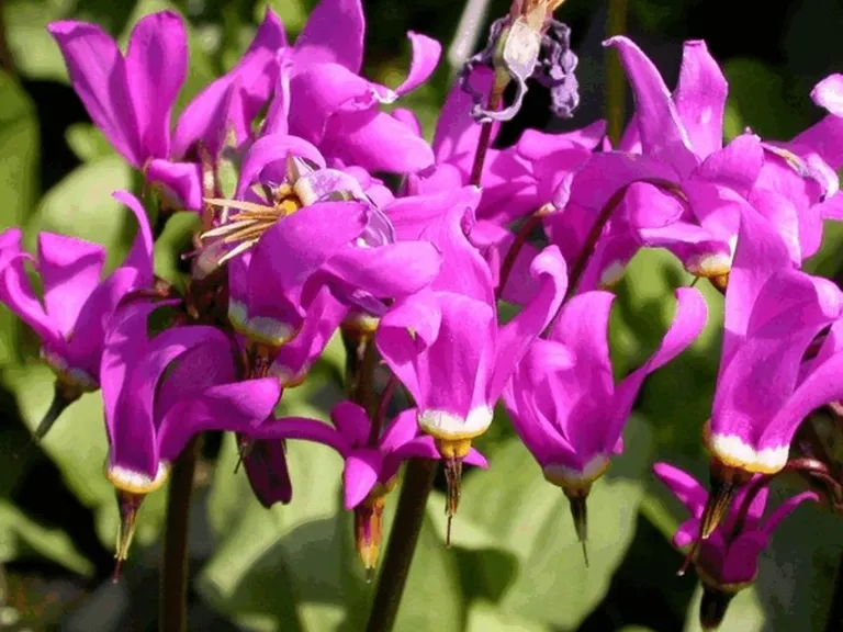 Dodecatheon meadia