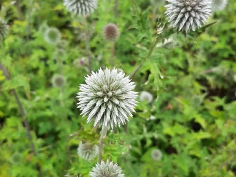 Echinops bannaticus 'Star Frost'