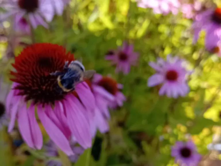 Echinacea pallida 'Hula Dancer'