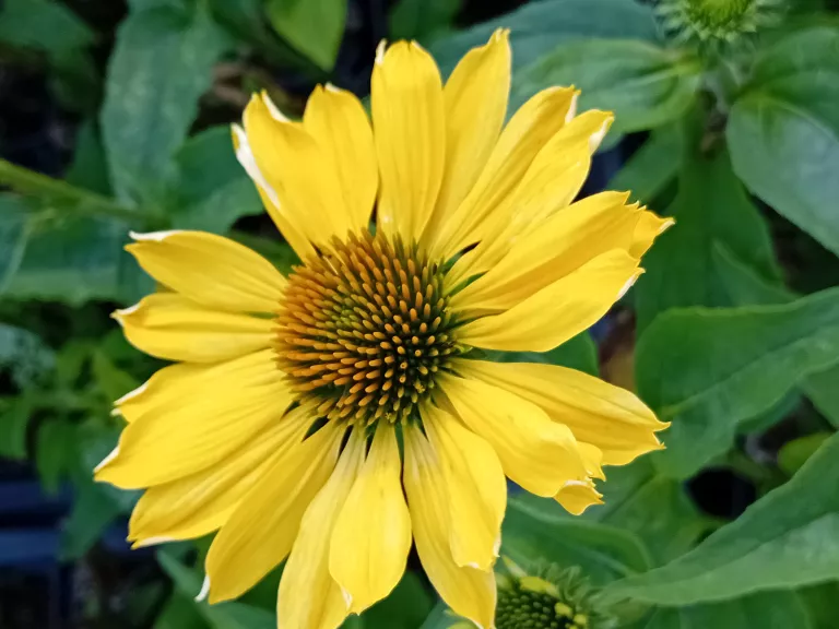 Echinacea purpurea 'Aloha'