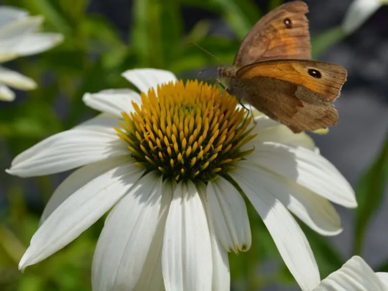 Echinacea purpurea 'Honey Dew' (PBR)